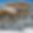 Chalet Bastidons
