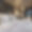 Chalet La Datcha 1850