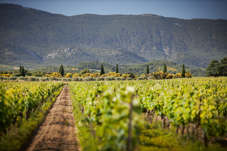 Domaine Aciana