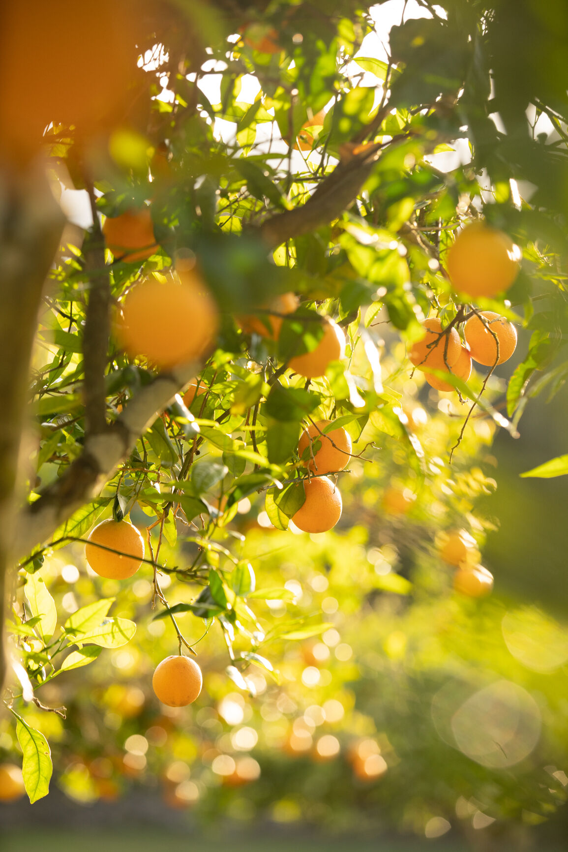 Villa Finca Magnifica