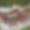 Appartement Breithorn