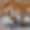 Penthouse MIRA 301D
