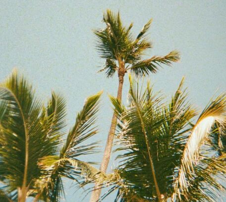 Caraïbes