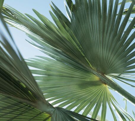 Lesser Antilles