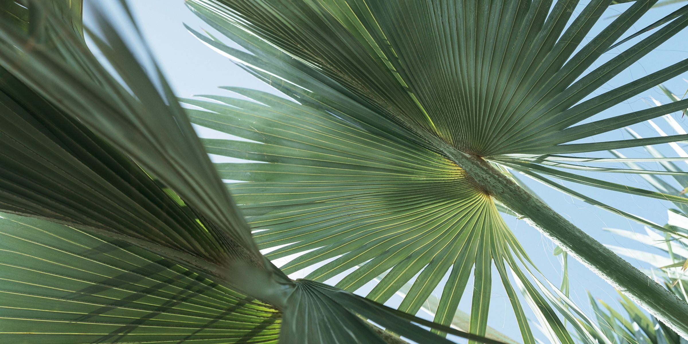 Lesser Antilles