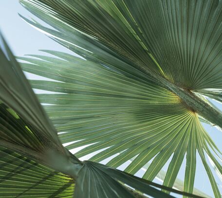Lesser Antilles