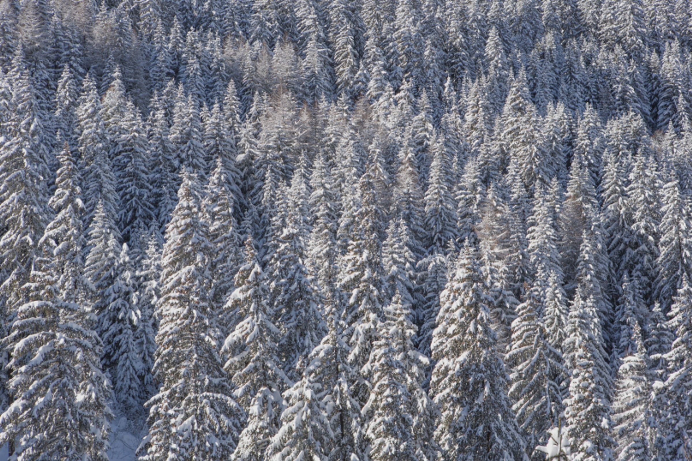 Lech luxury chalets rentals