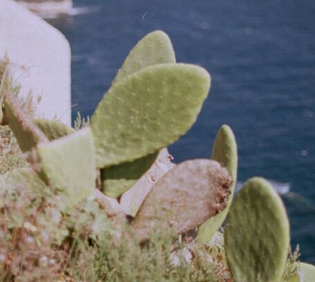 Ile Rousse