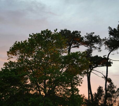 The Landes