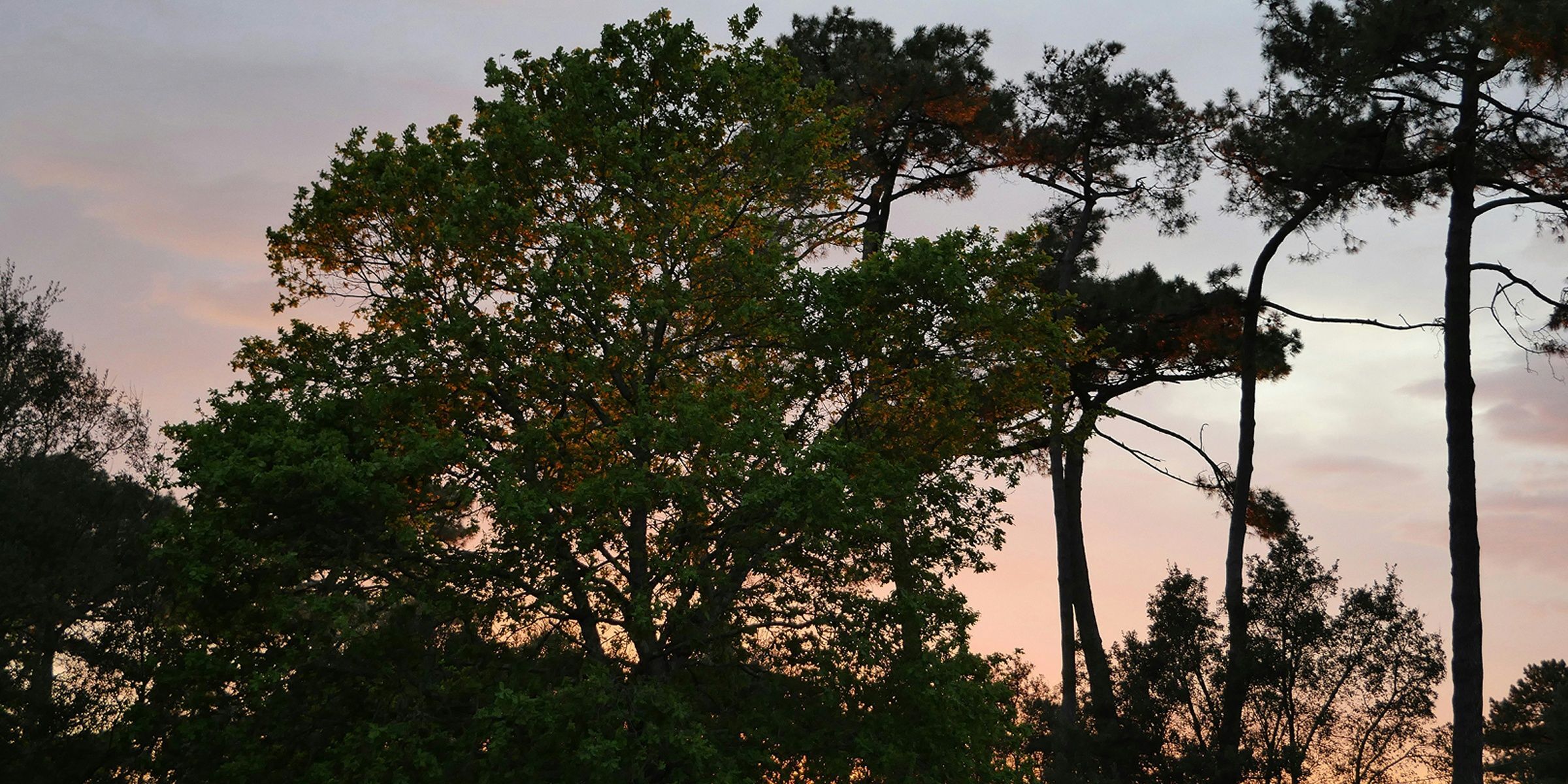The Landes