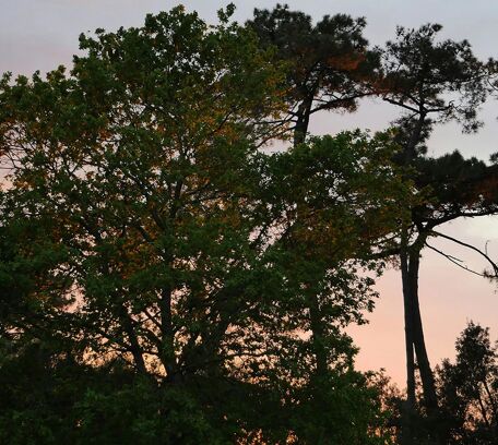The Landes