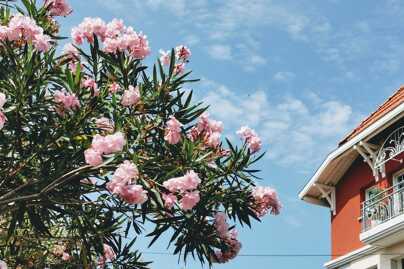 Locations villas luxe Bassin d'Arcachon