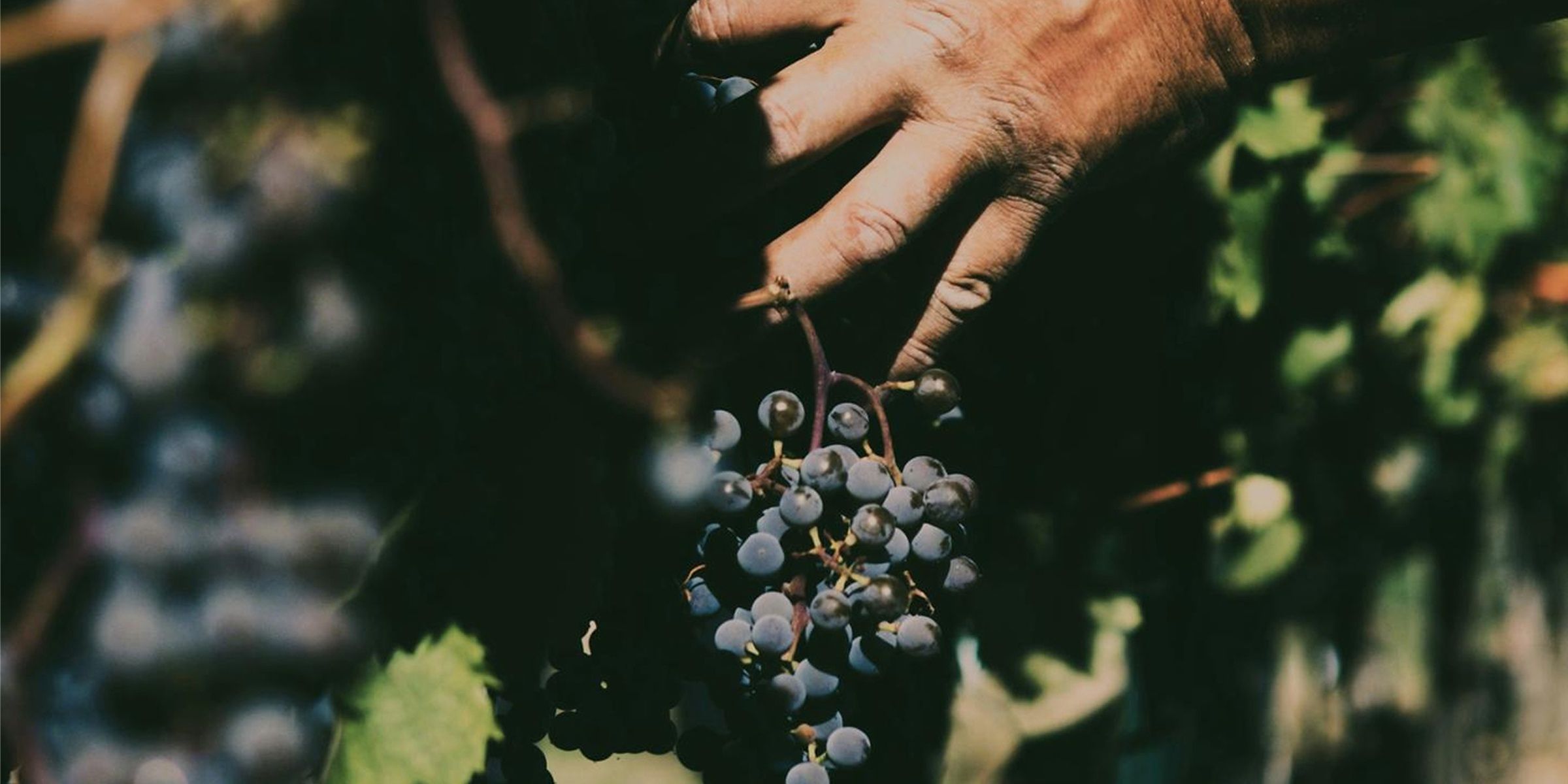 Bordeaux & the vineyards