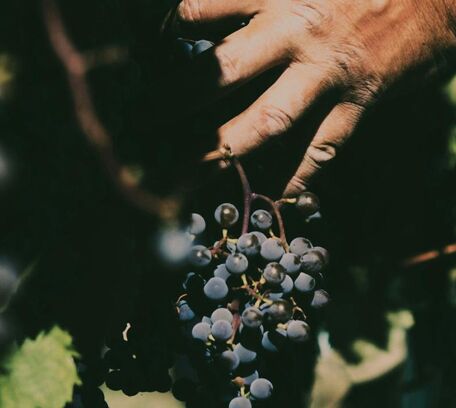 Bordeaux & les domaines de vins