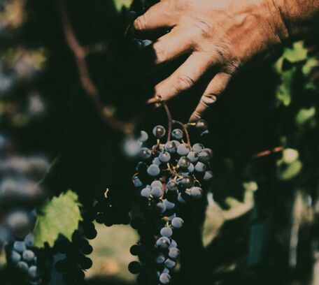 Bordeaux & les domaines de vins