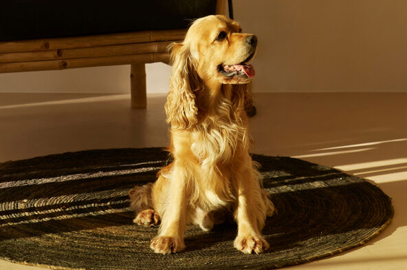 Villas pet-friendly