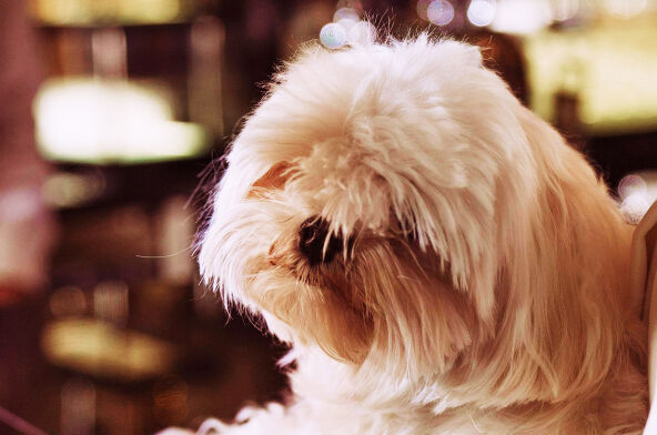Villas pet-friendly