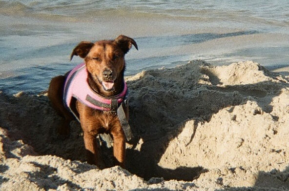 Maisons pet-friendly