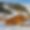 Chalet Lapin Blanc