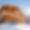 Chalet Lapin Blanc