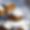 Chalet Lapin Blanc
