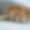 Chalet Freya