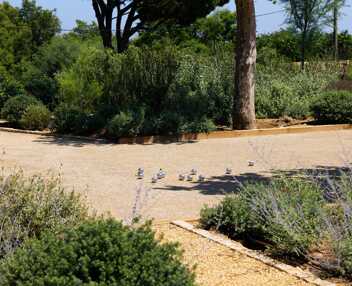 Bastide Giallo