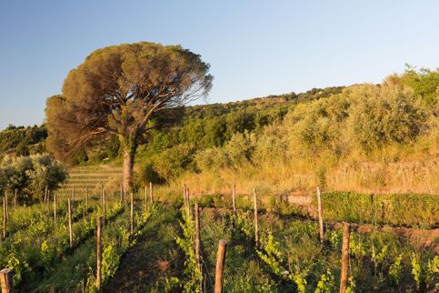 Villa Etna