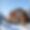 Chalet Frostwood