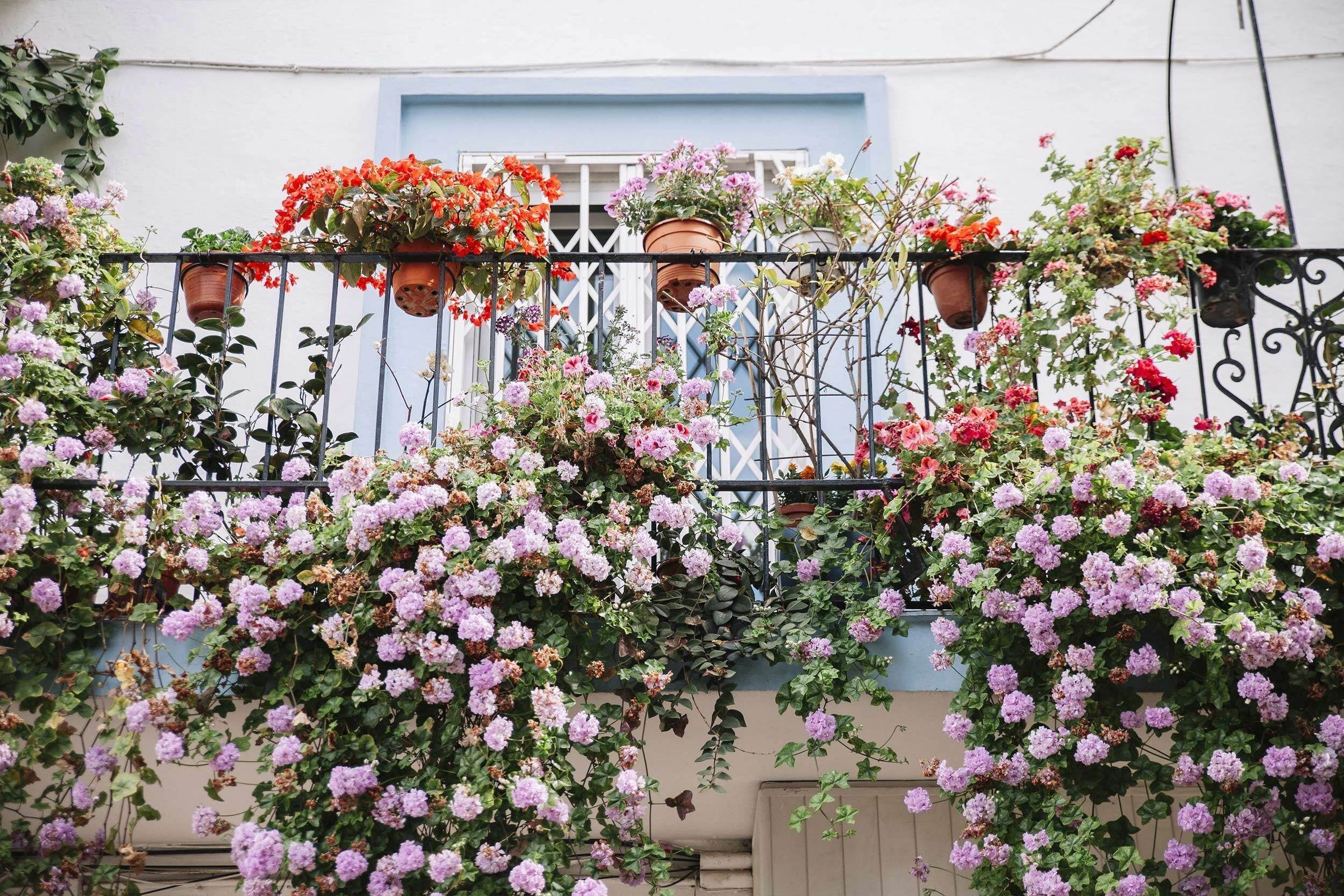 flowers and flower pots outside home in andalusia