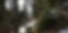 two-young-girls-walking-laughing-in-the-forest-meribel