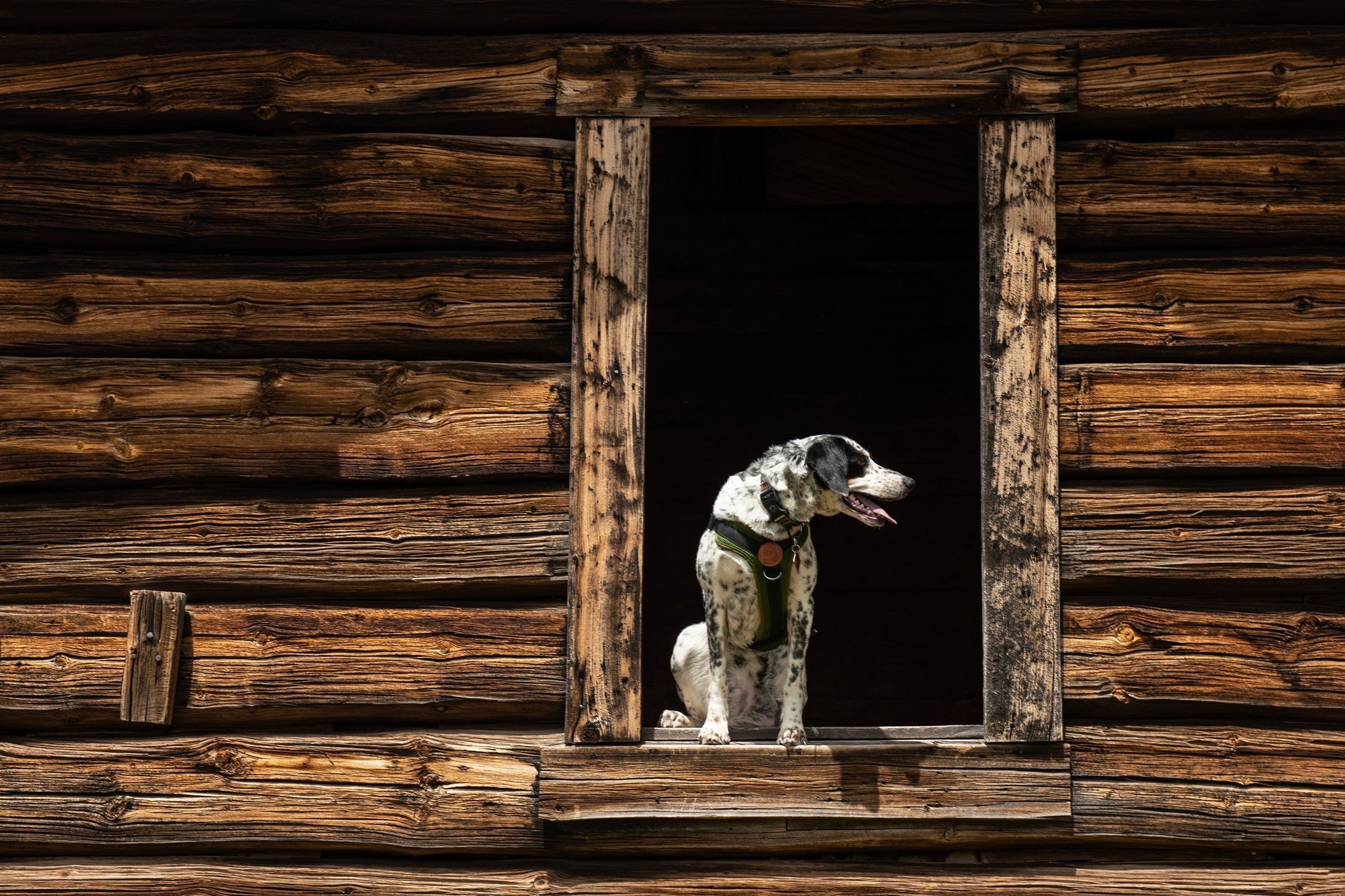 chien-assis-a-la-fenetre-ancien-chalet-en-bois-val-d-isere