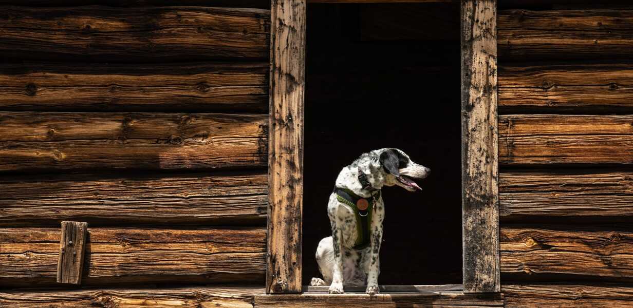 chien-assis-a-la-fenetre-ancien-chalet-en-bois-val-d-isere