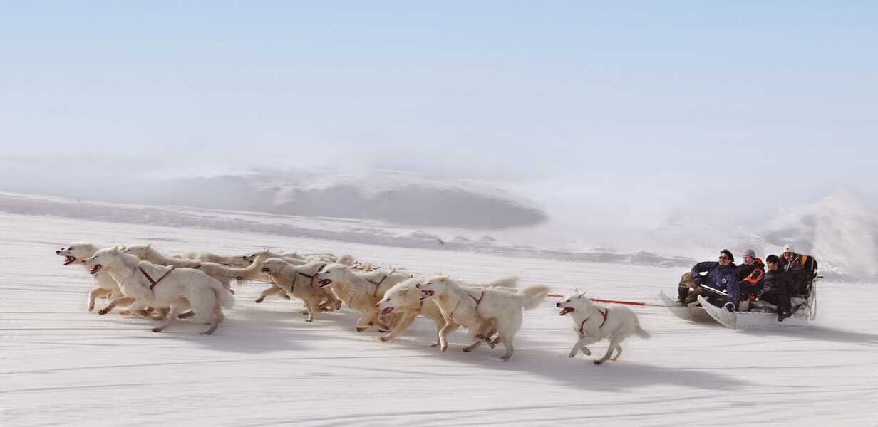 family on a sled being pulled by huskies 