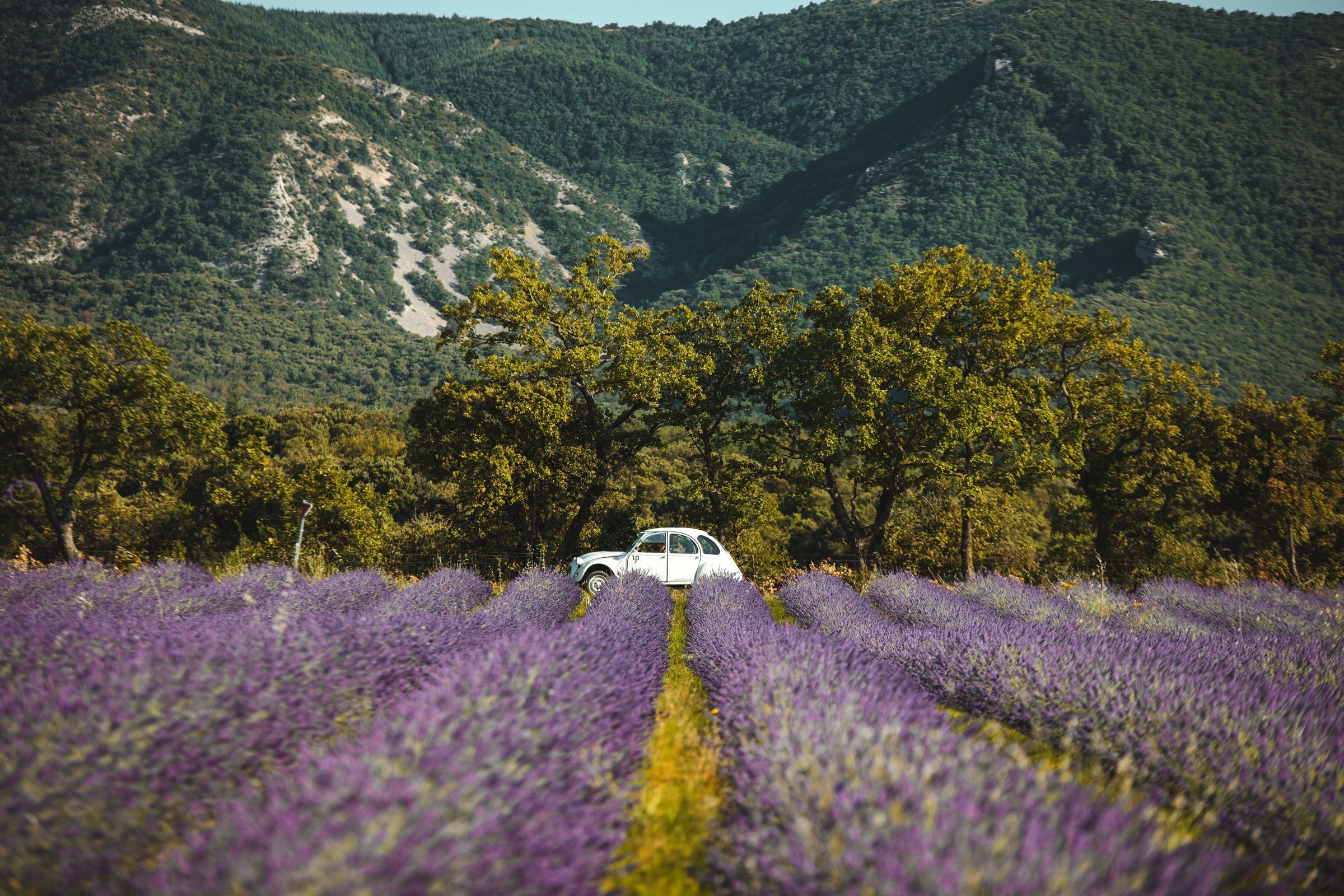 voiture-vintage-dans-un-champ-de-lavande-en-fleurs-en-provence