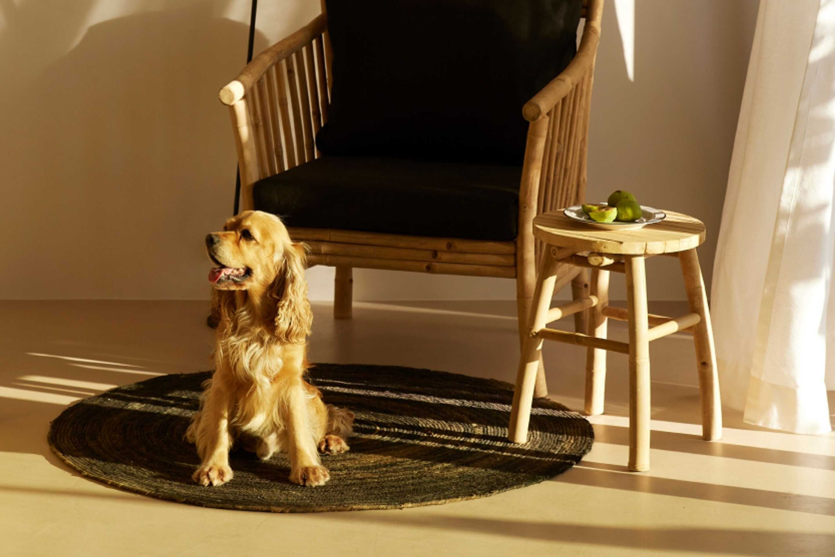 petit-chien-salon-soleil-villa-luxe-animaux-acceptes
