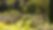 Green-trees-in-garden-in-south-of-france-villa-to-rent